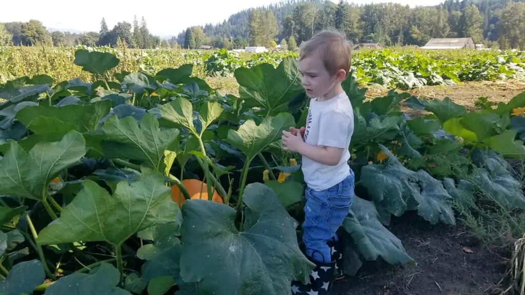 A young boy standing in the middle of a field.